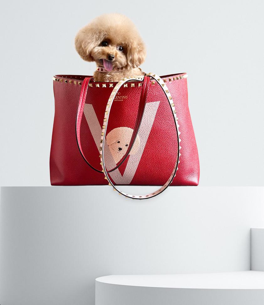 Petwear e Petcare, le ultime novità della moda a quattro zampe