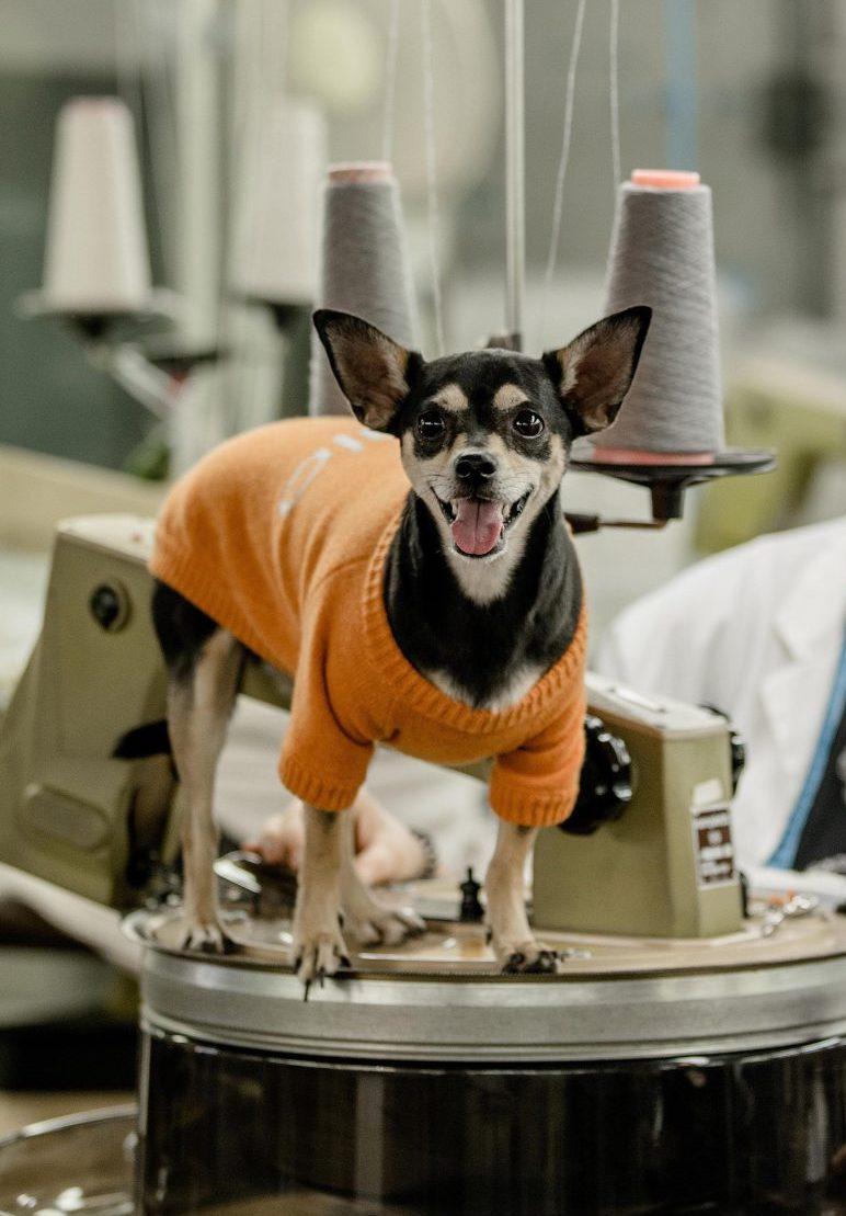 Petwear e Petcare, le ultime novità della moda a quattro zampe