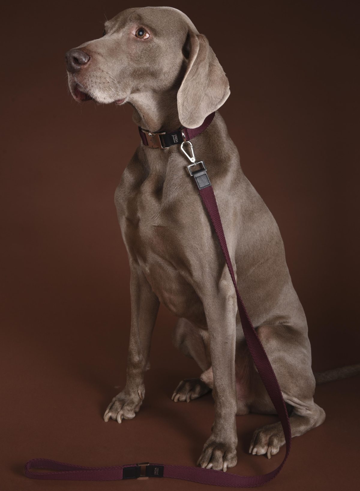 Galleria foto 'Petwear e Petcare, le ultime novità della moda a quattro zampe' - foto 11