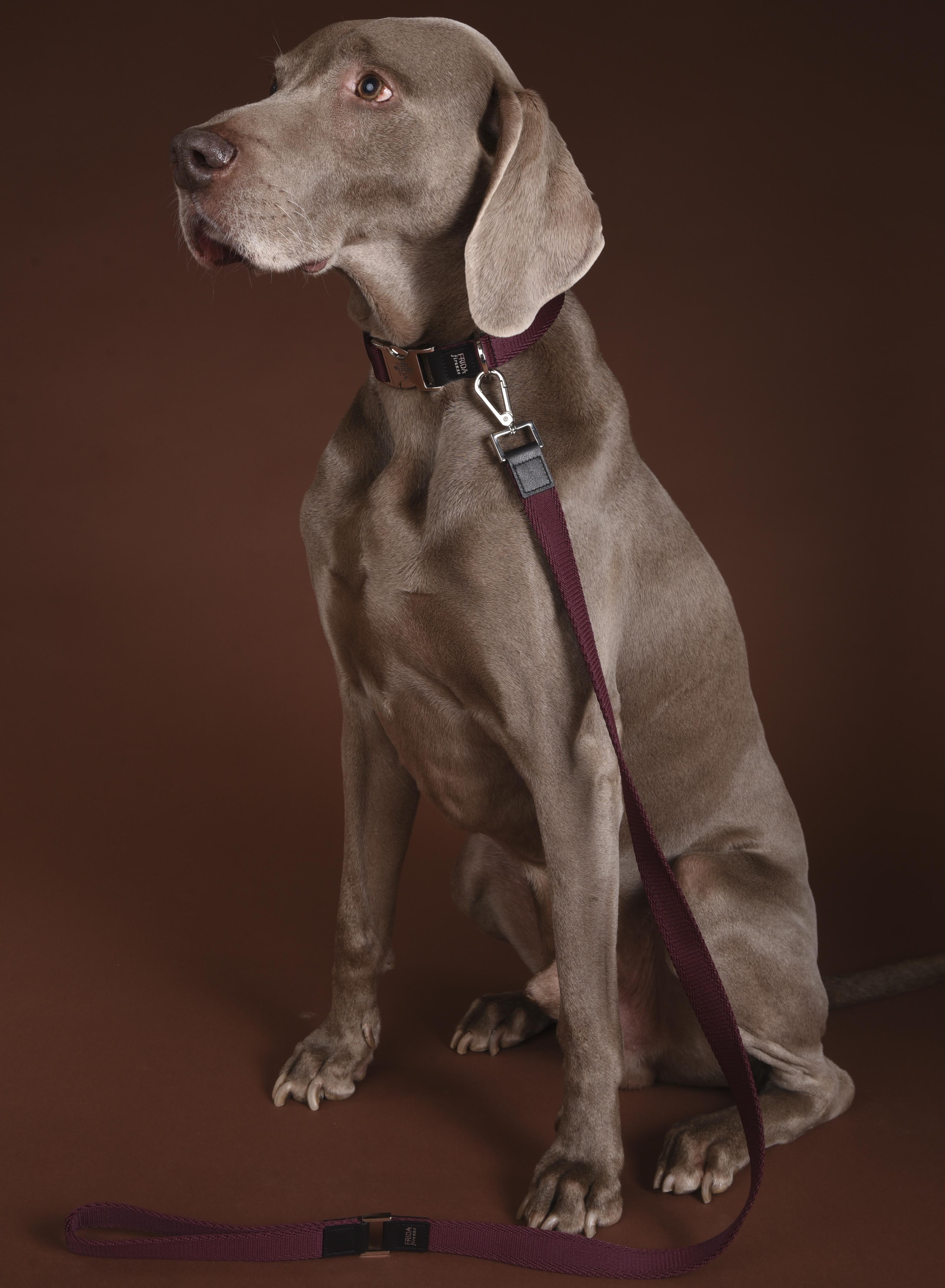 Petwear e Petcare, le ultime novità della moda a quattro zampe