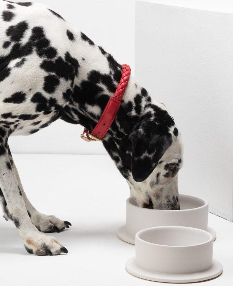 Petwear e Petcare, le ultime novità della moda a quattro zampe