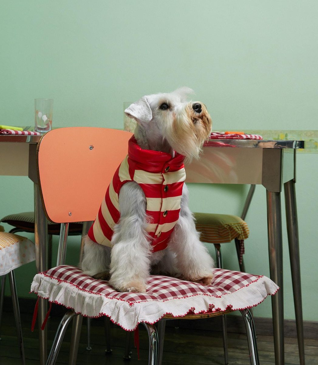 Petwear e Petcare, le ultime novità della moda a quattro zampe