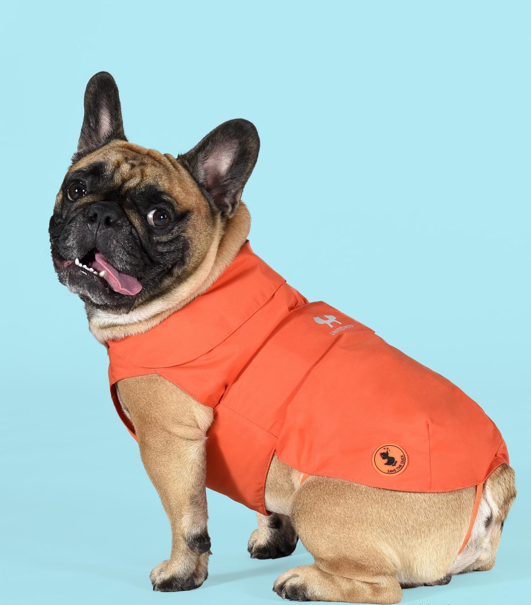 Petwear e Petcare, le ultime novità della moda a quattro zampe