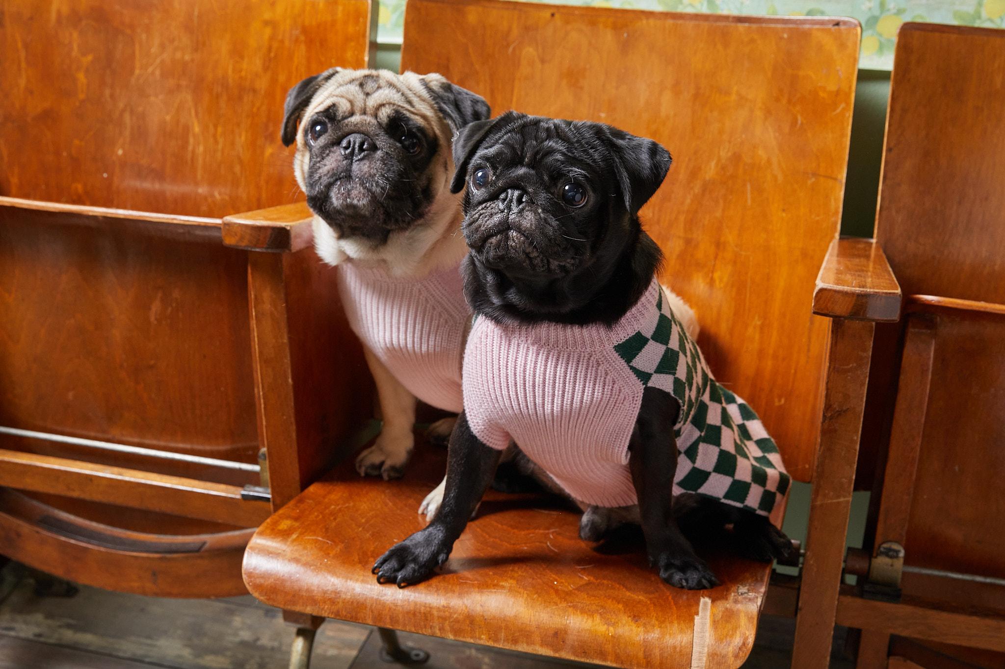 Petwear e Petcare, le ultime novità della moda a quattro zampe