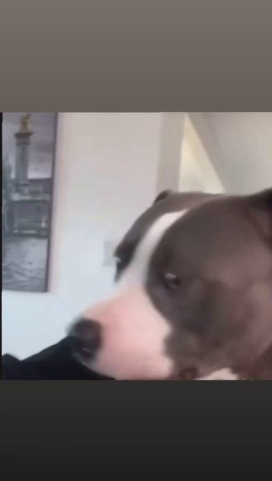 Cane mangia una bistecca a tavola con le posate | video