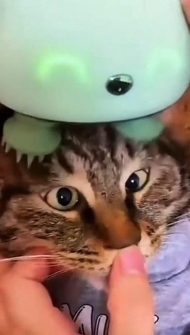 Gatto si fa massaggiare la testa | video