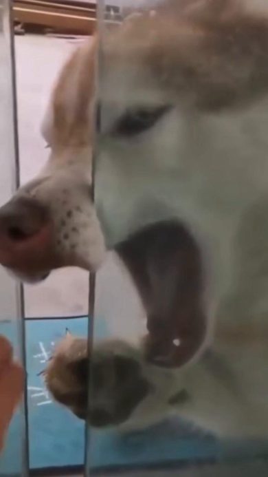 Cane lupo rimane bloccato tra le ante di una porta | video