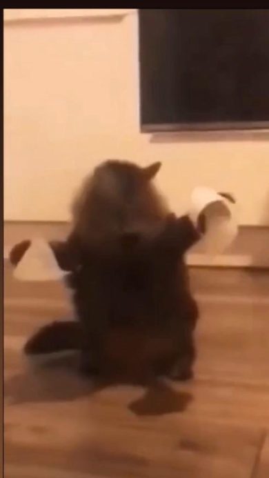 Gatto alle prese con i Tacos | video