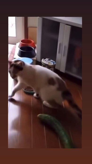 L’​incubo dei gatti? I cetrioli | video