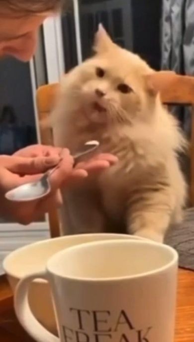 Quando il gelato ti ghiaccia il cervello | video