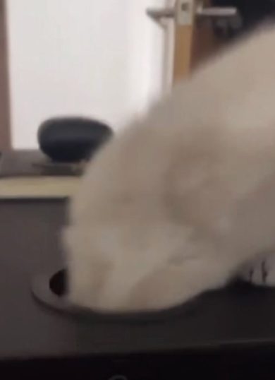 Gatto si nasconde infilando la testa in un buco | video