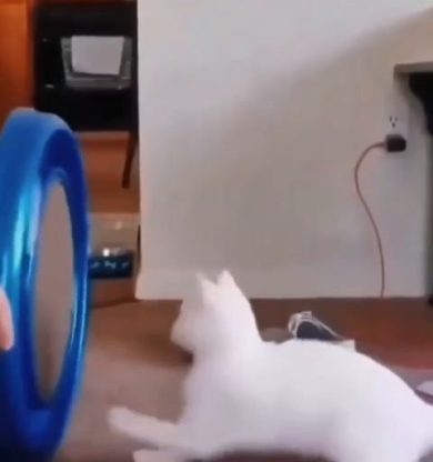 Gatto cerca di acchiappare pallina e va in tilt | video