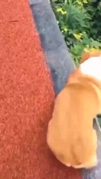 Cane cade dal tetto e finisce tra i cespugli | video