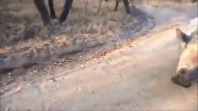 Baby rinoceronte si diverte imitando i saltelli di una capretta | video