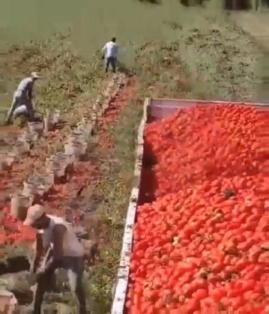 Agricoltore raccoglie pomodori in modo strategico | video