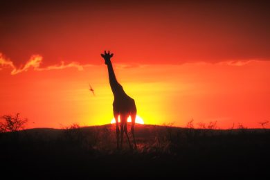 Sudafrica, il richiamo della natura (e non solo)