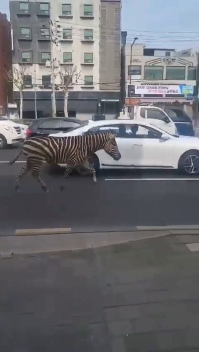 Zebra si aggira per seoul | video