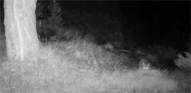 “Fototrappole”, il Friuli Venezia Giulia le vuole usare per i migranti al confine