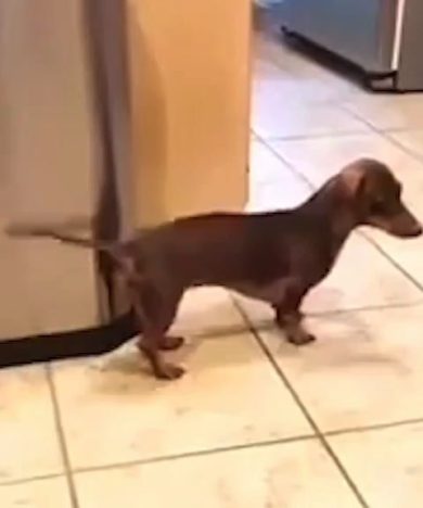 Bassotto usa coda come base musicale e padrone canta sopra | video