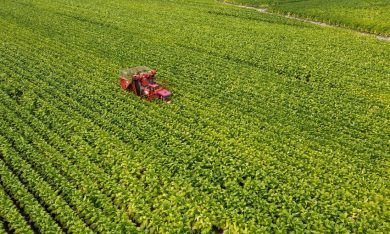 Agricoltura, siglati oggi gli accordi per la vendita del tabacco tricolore