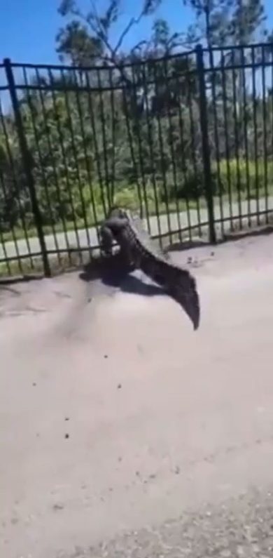 Alligatore forza le sbarre del golf club e arriva sulla pista ciclabile | video