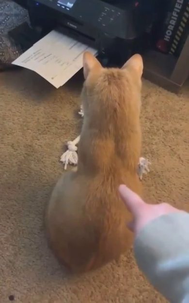 Gatto si spaventa e fa un balzo inaspettato | video