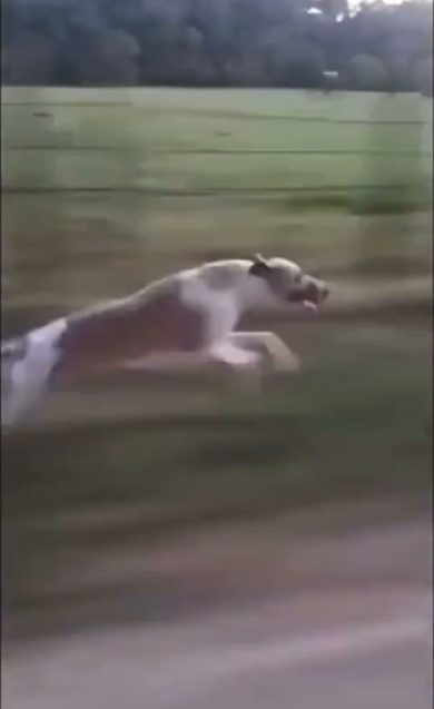 Levriero corre a 60km/h, al passo con l’auto | video