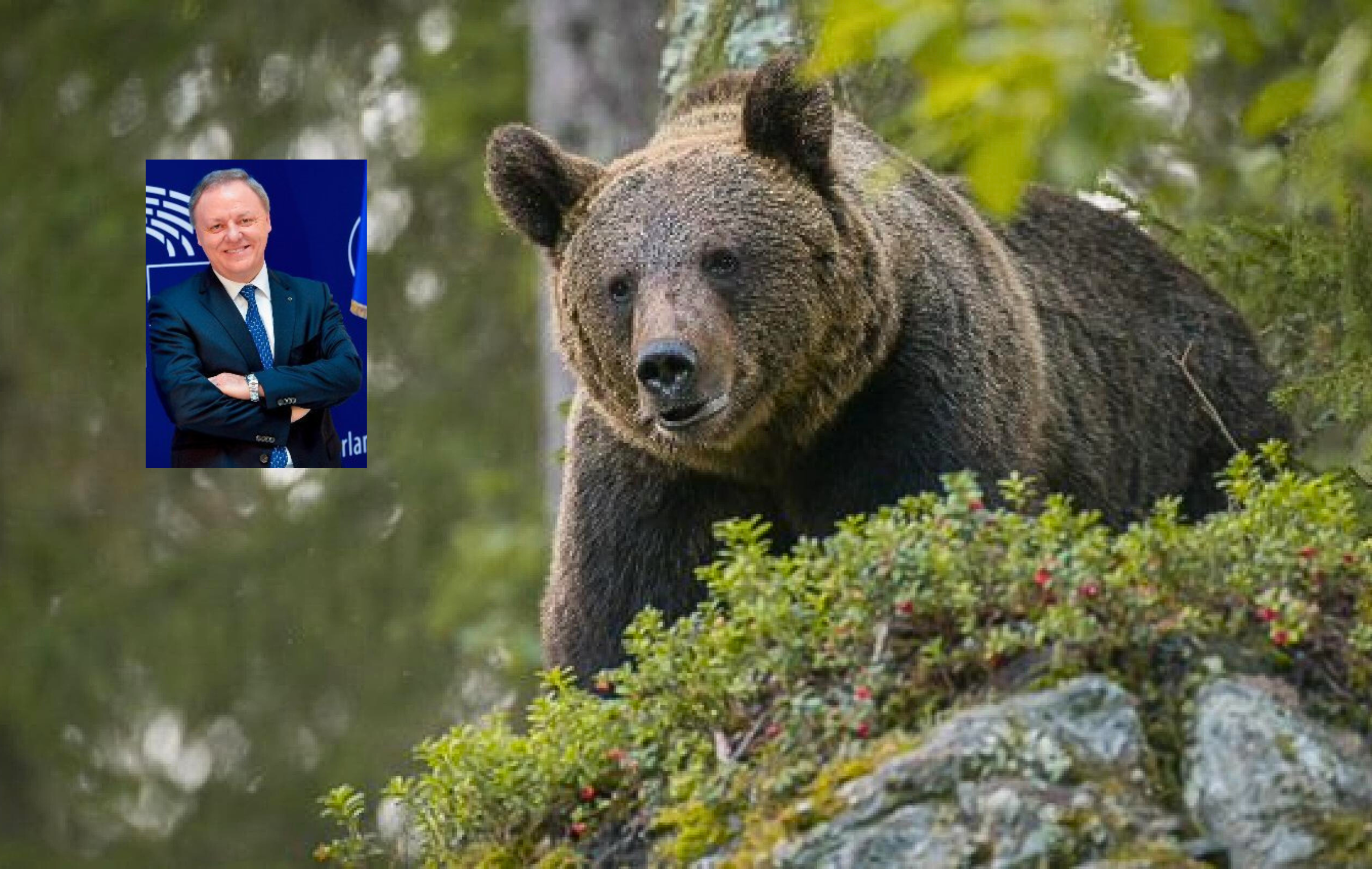 Berlato: «Abbattere Jj4 non significa mettere a rischio la presenza di orsi in Trentino»