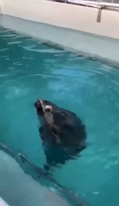 Foca suona sassofono in acqua | video
