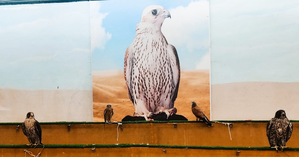 Galleria foto 'Dopo i Mondiali il Qatar diventa meta per le famiglie' - foto 15