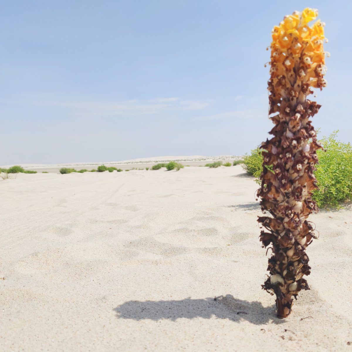 Galleria foto 'Dopo i Mondiali il Qatar diventa meta per le famiglie' - foto 6