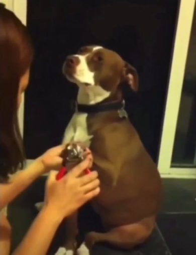 Pitbull finge di svenire per il taglio unghie | video