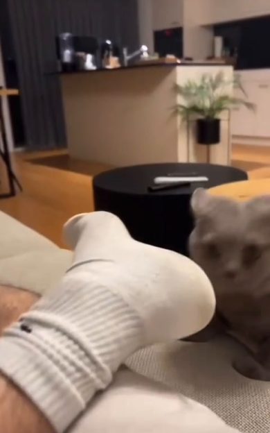 Gatto annusa i piedi del padrone e storce il muso | video