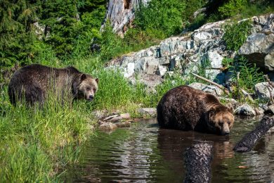 Canada, paradiso degli orsi