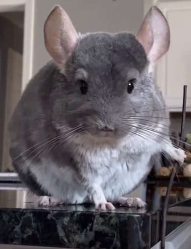 Un tenero cincillà con le abilità di un temibile ninja | video