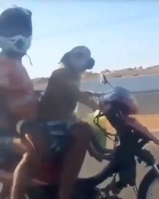 Cane guida motorino in strada e porta altri 2 passeggeri dietro | video
