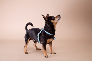 Nuove mode e  manie  «pet-à-porter»