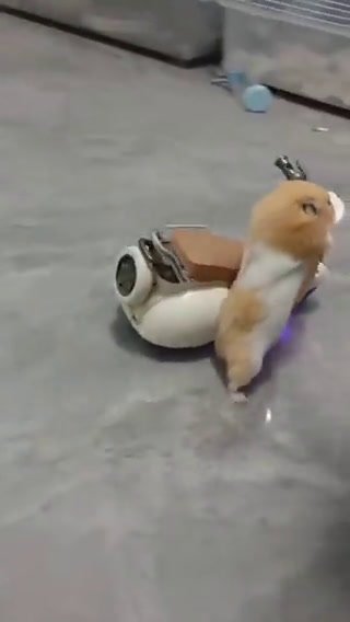 Criceto guida un mini motorino | video