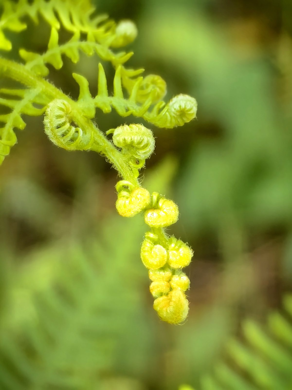 Galleria foto 'Alla scoperta dell’Etna e di Taormina con Huawei P60 Pro' - foto 12