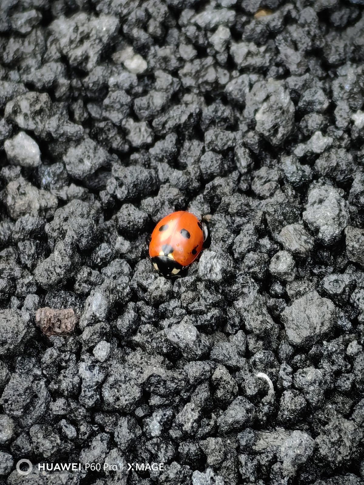 Galleria foto 'Alla scoperta dell’Etna e di Taormina con Huawei P60 Pro' - foto 11