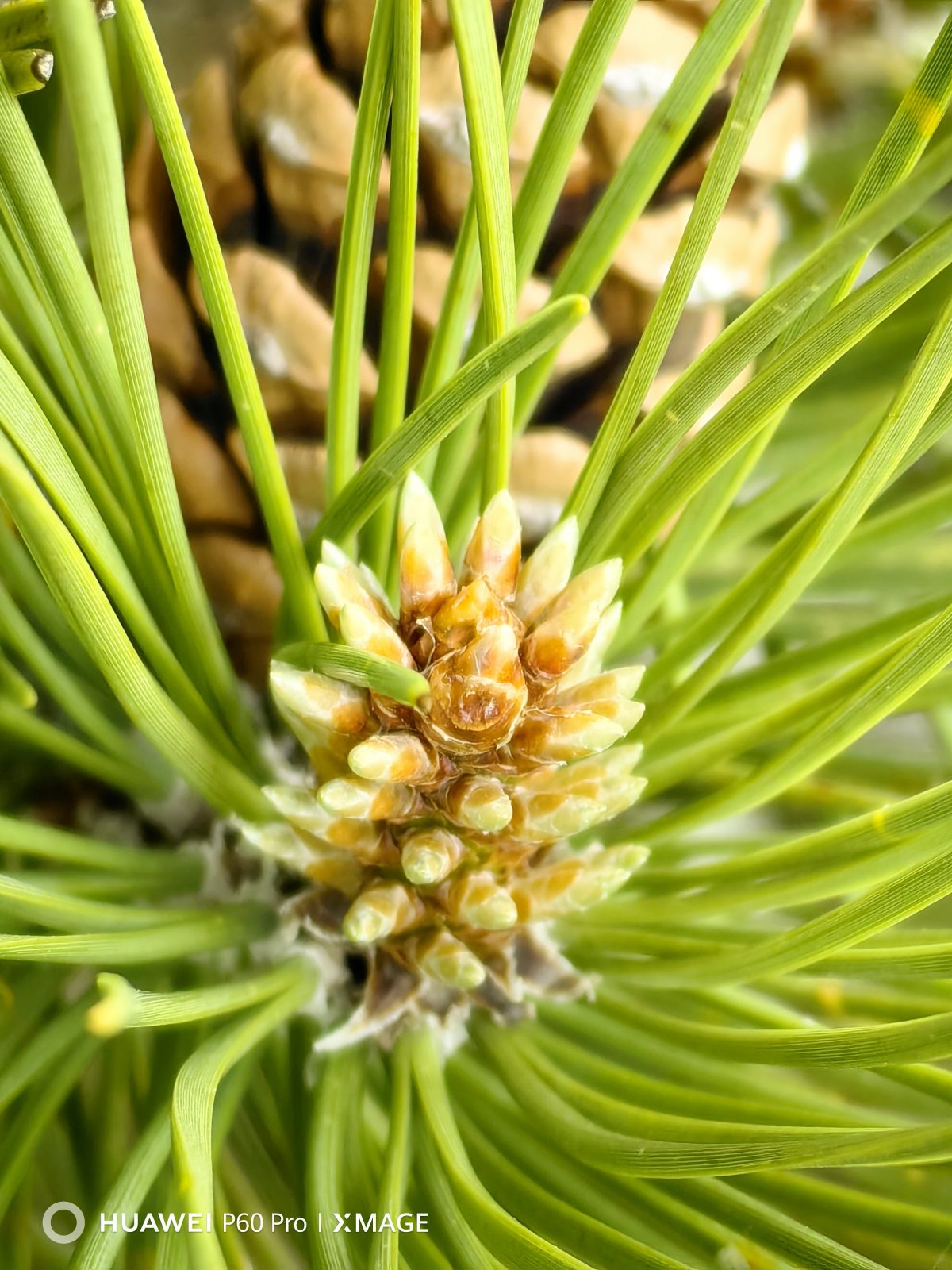 Galleria foto 'Alla scoperta dell’Etna e di Taormina con Huawei P60 Pro' - foto 5