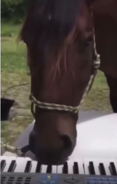 Cavallo “suona” il piano e conquista tutti con il suo talento | video