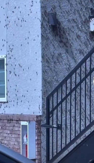 Migliaia di Grilli invadono una cittadina in Nevada | video