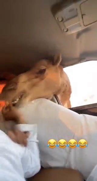 Cammelli in cerca di cibo invadono una macchina | video