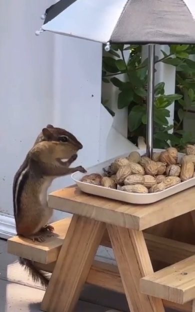 Scoiattolo consuma il suo pasto di noccioline seduto a tavola | video