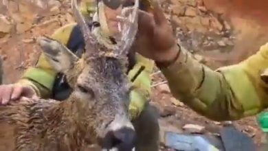 Vigili del Fuoco salvano un cerbiatto dalle fiamme | video