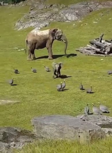 Elefantino gioca a rincorrere gli uccelli in un parco e inciampa su sé stesso | video