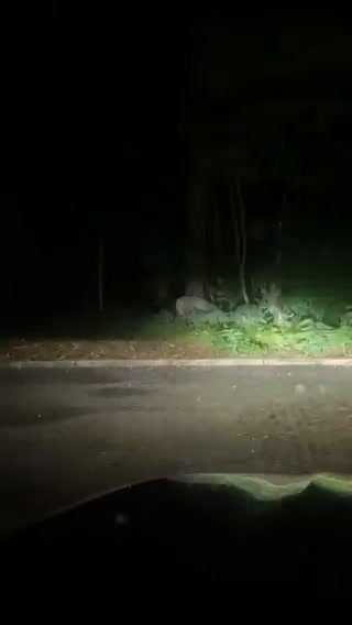 Leone si aggira per Berlino, la polizia esorta i cittadini a rimanere in casa | video