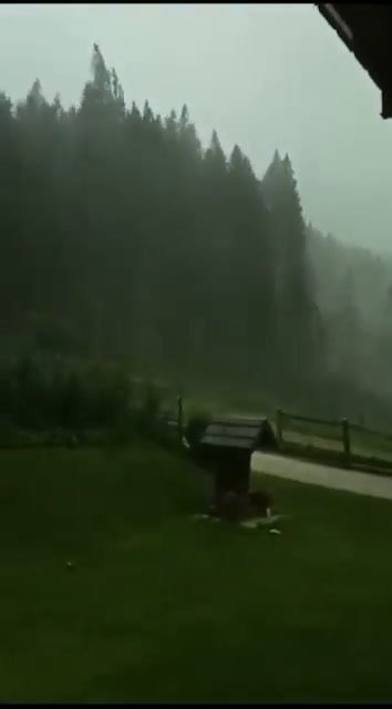 Violento temporale colpisce il Cadore; decine di alberi abbattuti | video