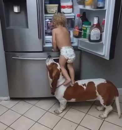 Bimbo e cane si ingegnano e raggiungono l’obiettivo sperato | video